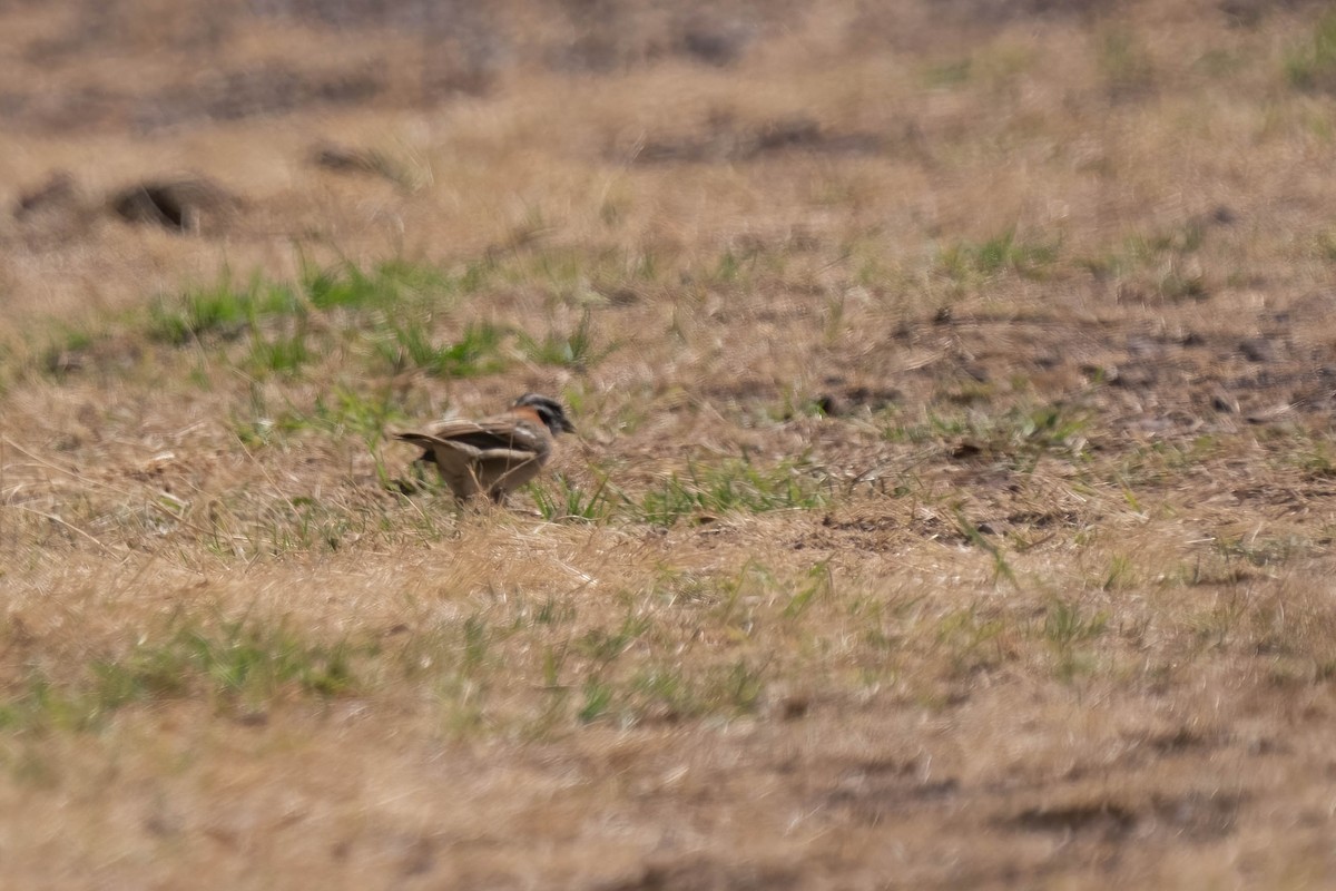 Rufous-collared Sparrow - Pam Bruns & Ken Smith