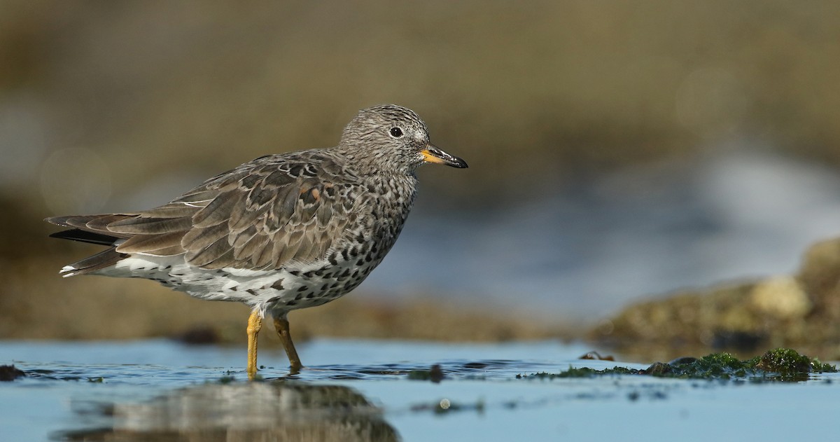 Surfbird - ML50618131