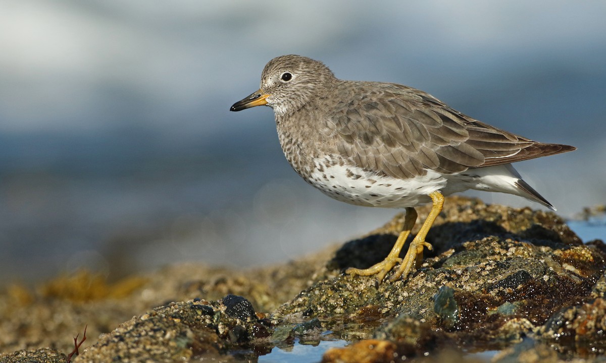 Surfbird - Luke Seitz