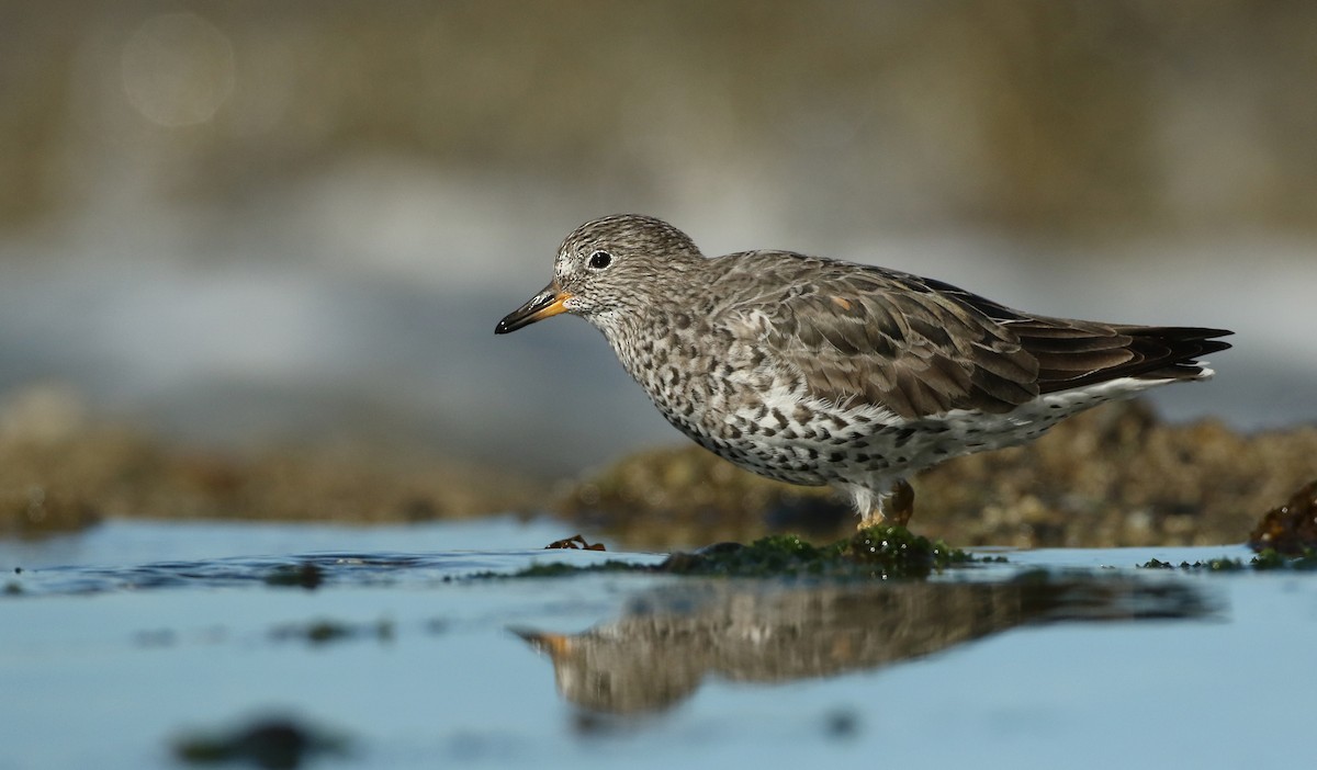 Surfbird - ML50618161