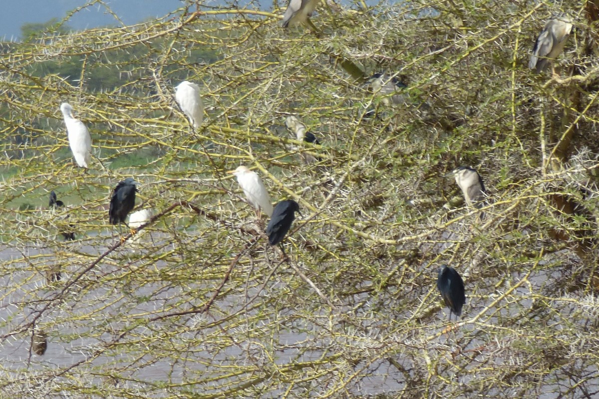 Black Heron - Laurie Koepke