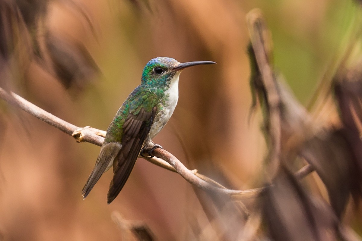 Versicolored Emerald - Rob Felix