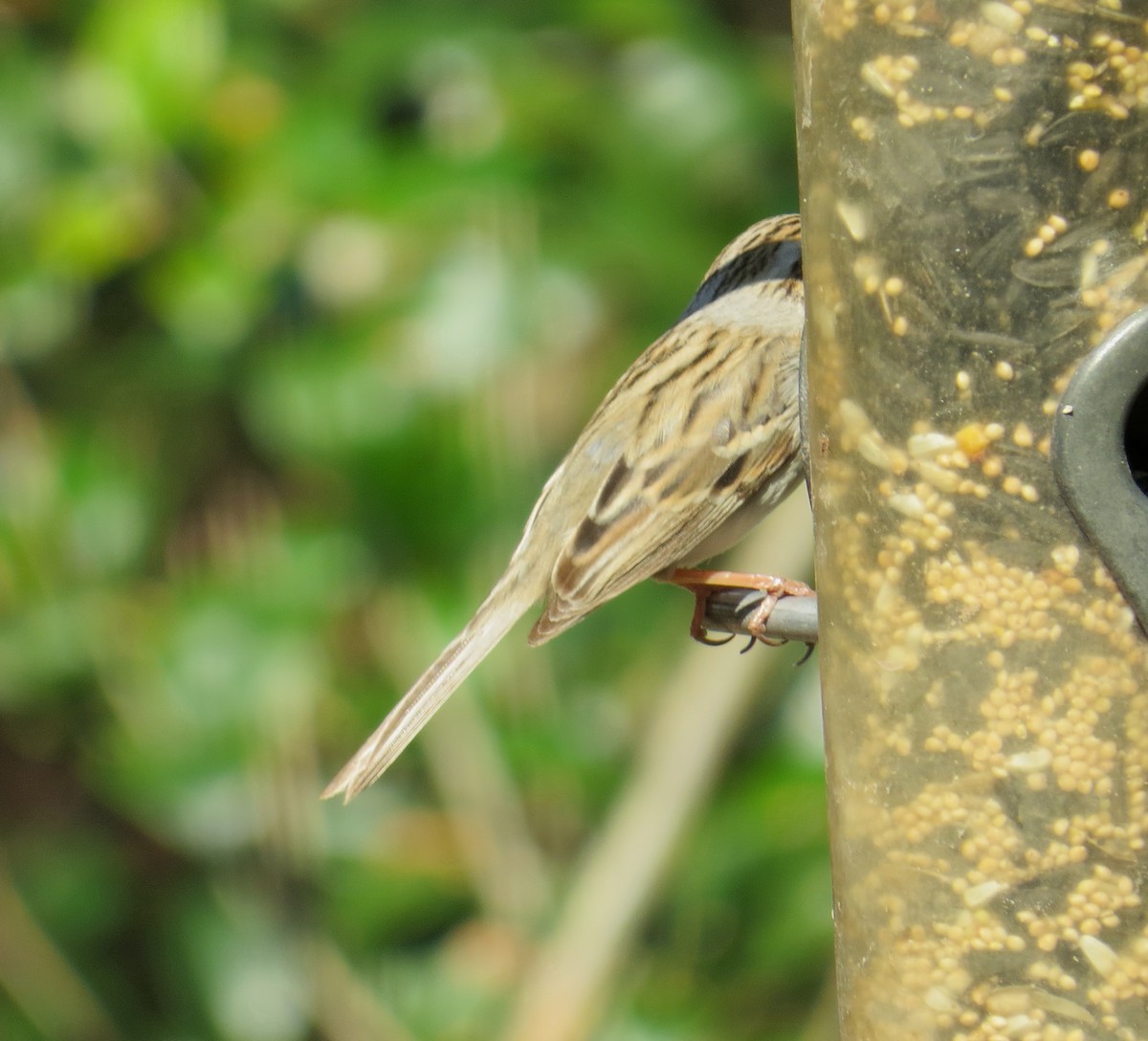 Clay-colored Sparrow - ML50618391