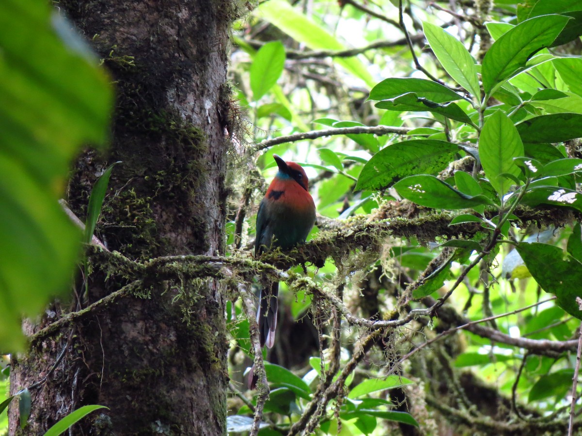 Broad-billed Motmot - ML506185091