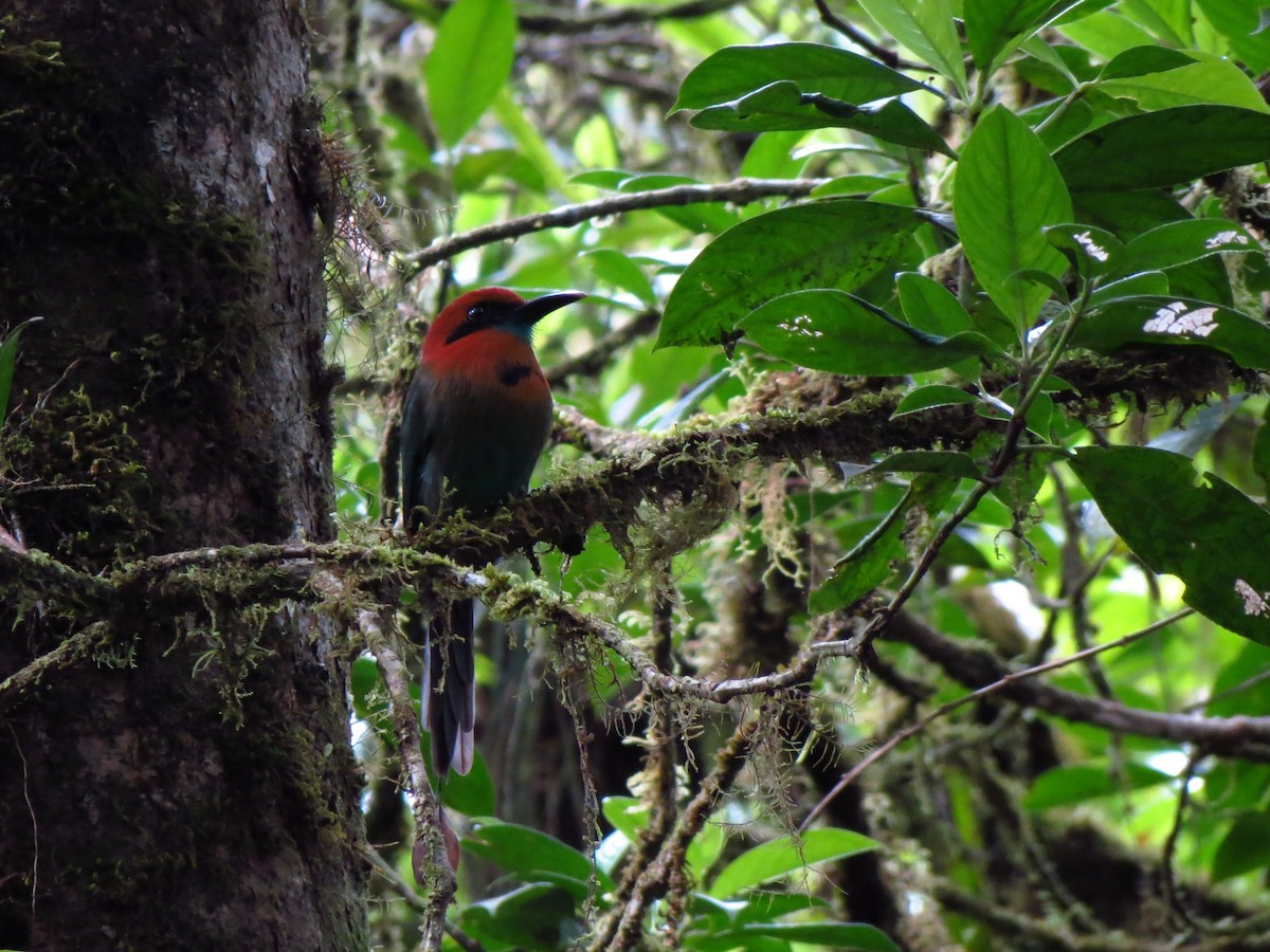 Broad-billed Motmot - ML506185101