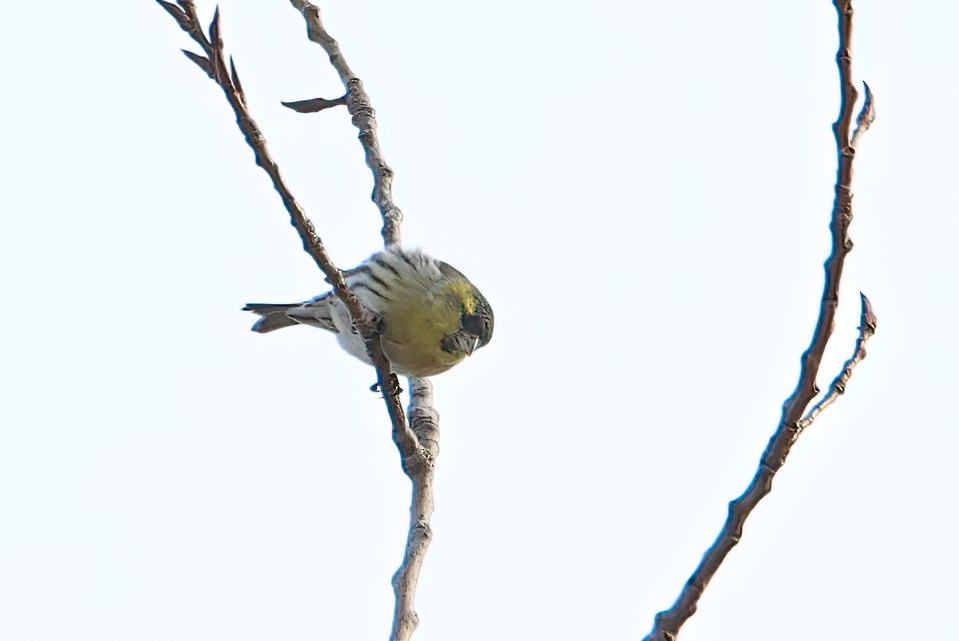 Eurasian Siskin - ML506187821