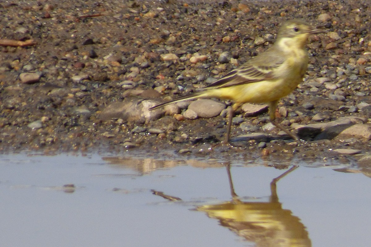 Western Yellow Wagtail - Laurie Koepke