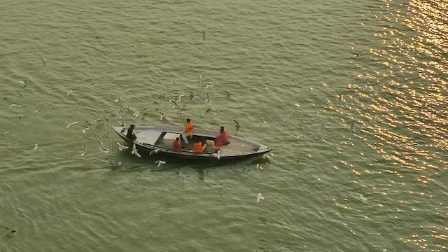 Gaviota Centroasiática - ML506188241