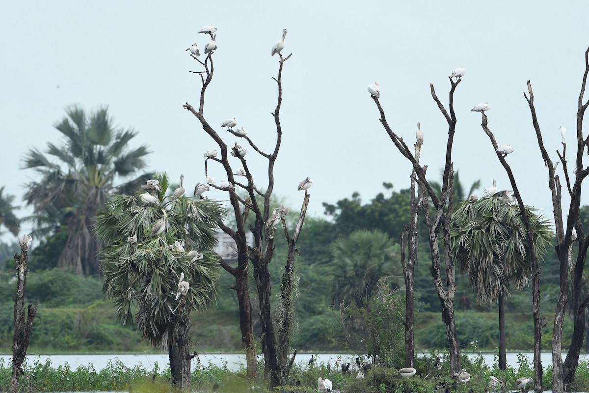 Spot-billed Pelican - ML506191531