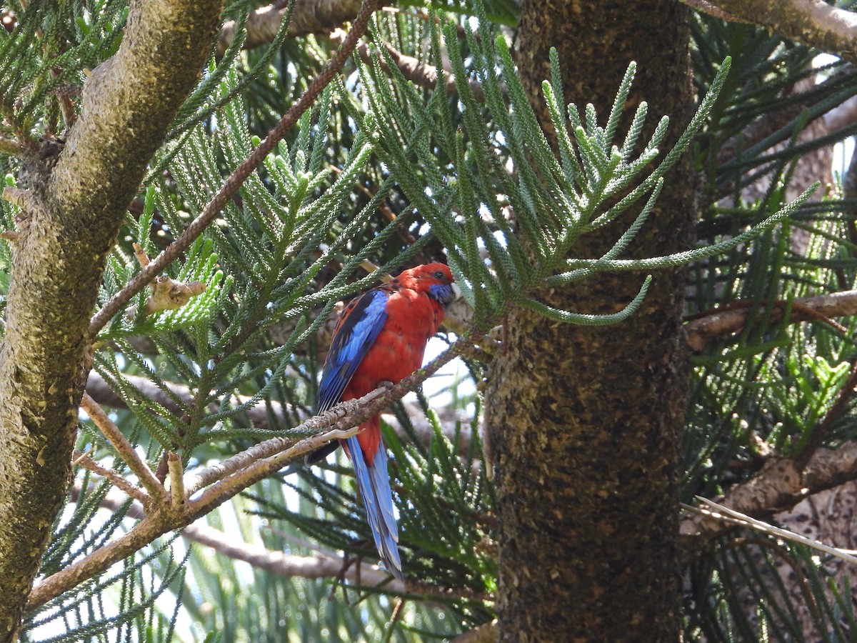 Crimson Rosella - ML506191921