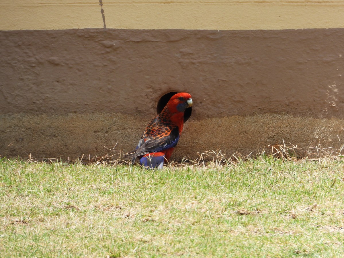 Crimson Rosella - Janet Burton