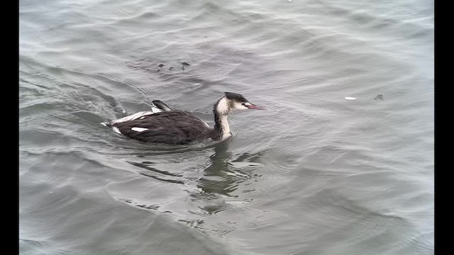 Great Crested Grebe - ML506192741