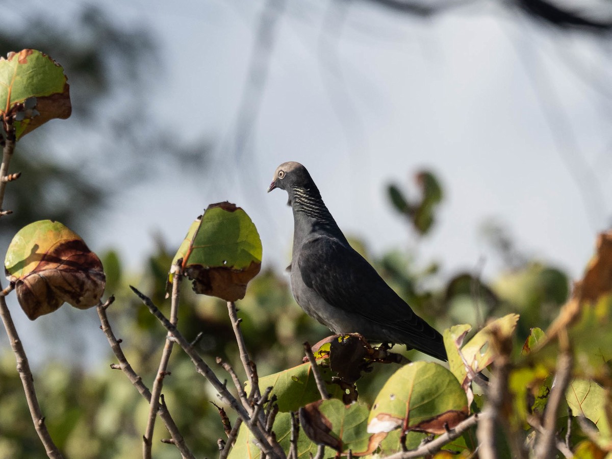 White-crowned Pigeon - ML506194401