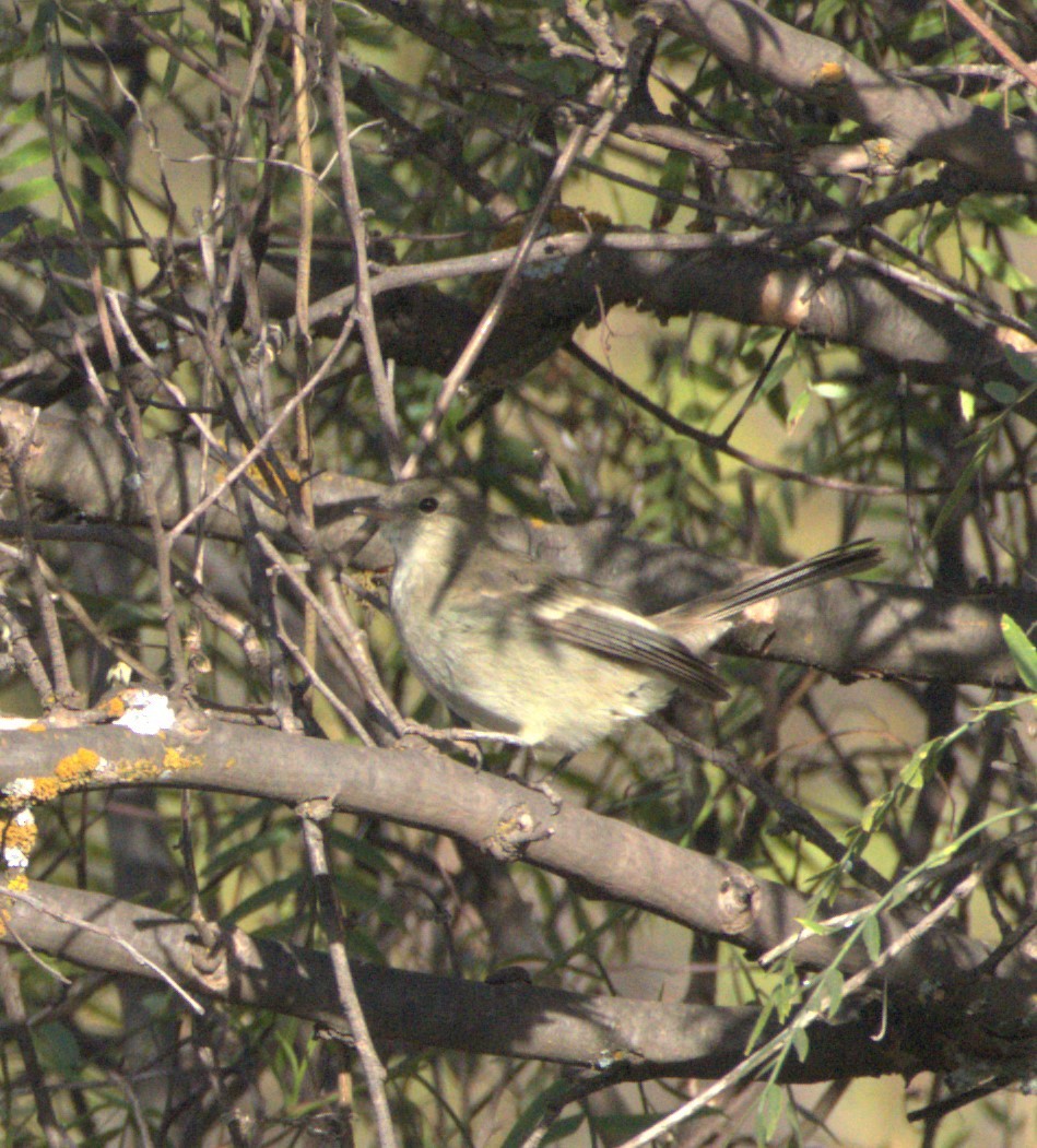 White-crested Elaenia - ML506194881