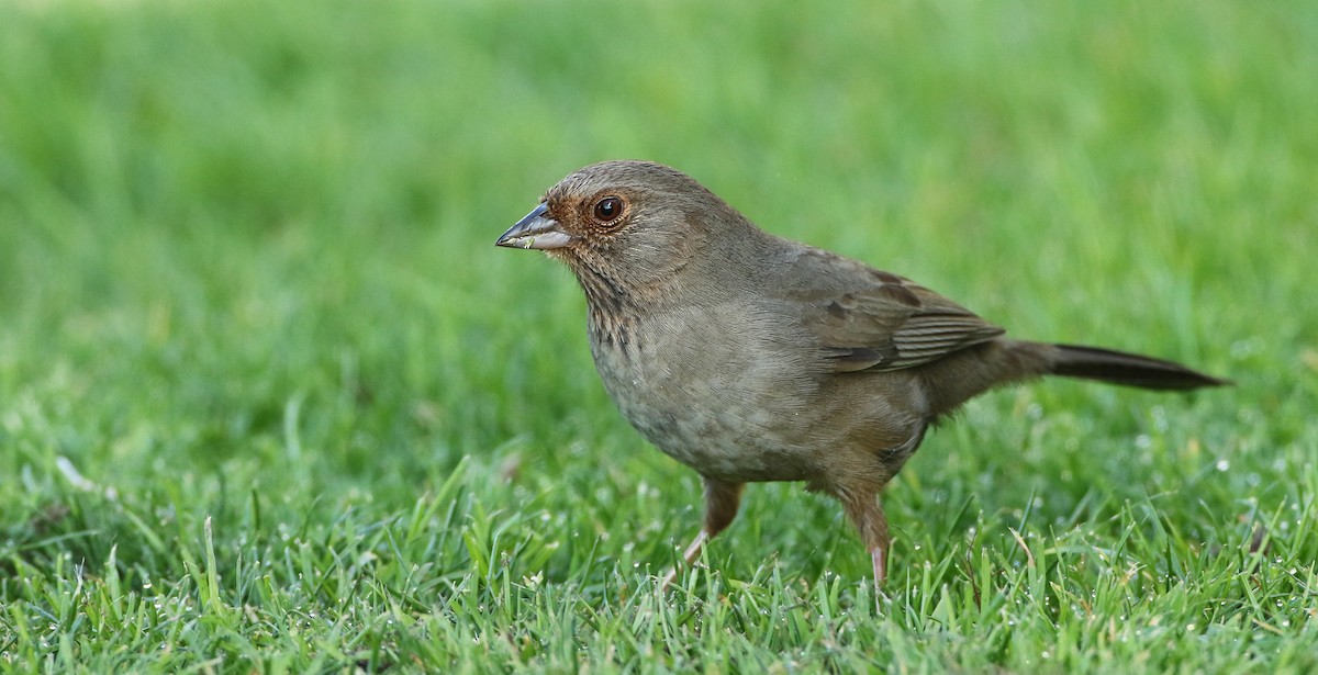 California Towhee - Luke Seitz
