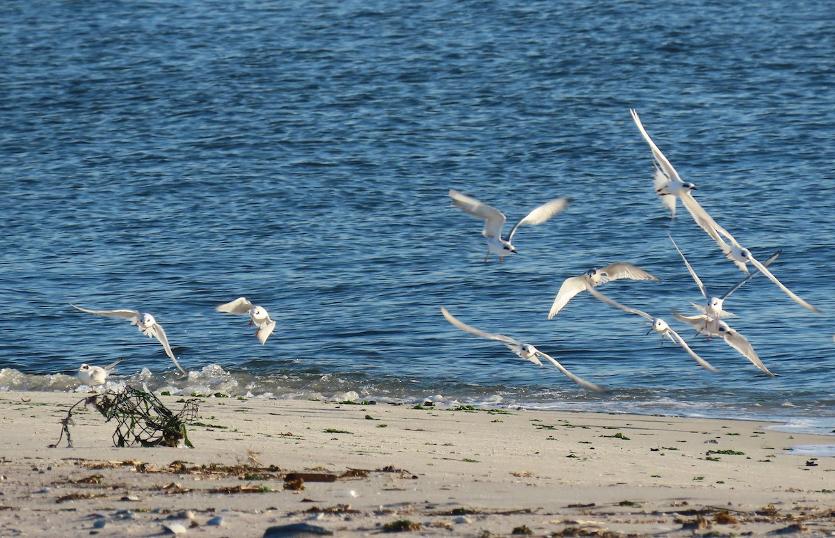 Forster's Tern - Sara Harris