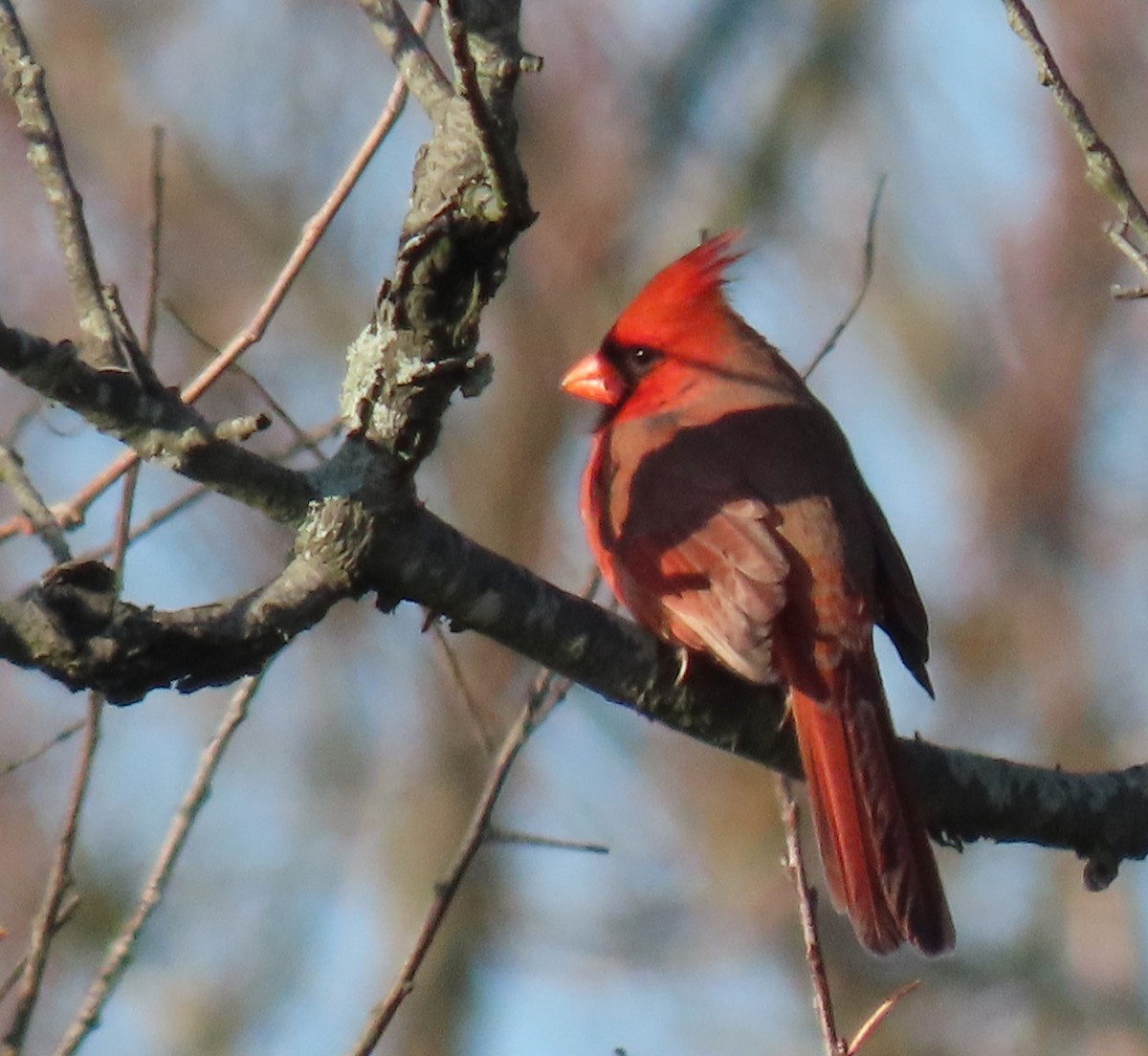 Northern Cardinal - ML506195251
