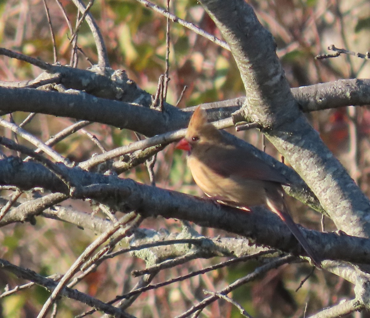 Northern Cardinal - ML506195271