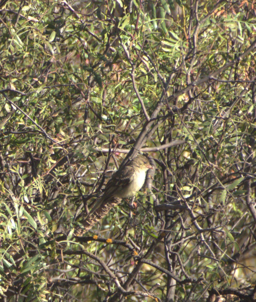 White-crested Elaenia - ML506195431