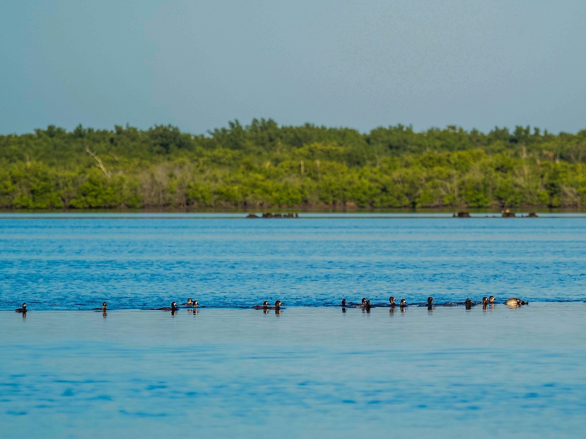 Lesser Scaup - ML506195461