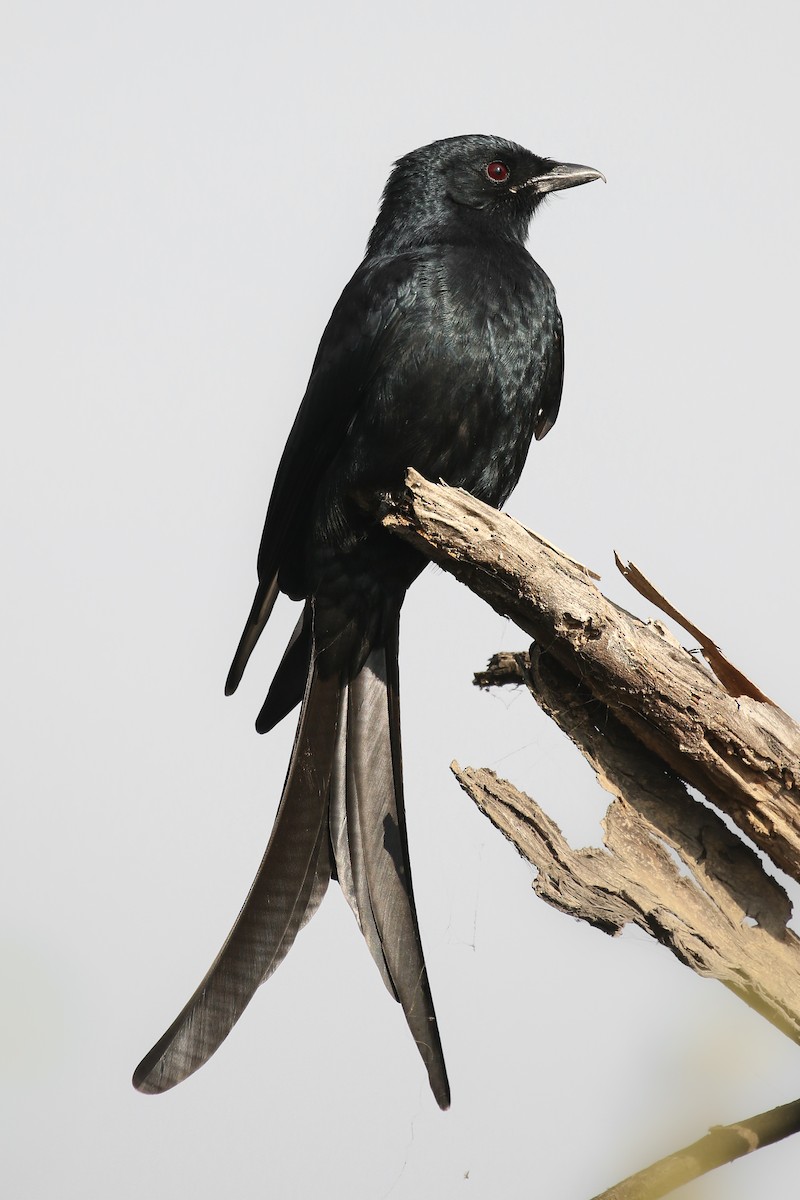 Black Drongo - ML506195811