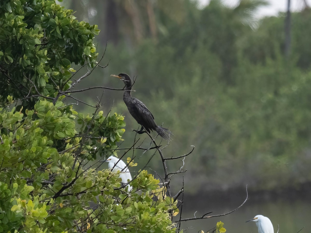 Double-crested Cormorant - ML506195841