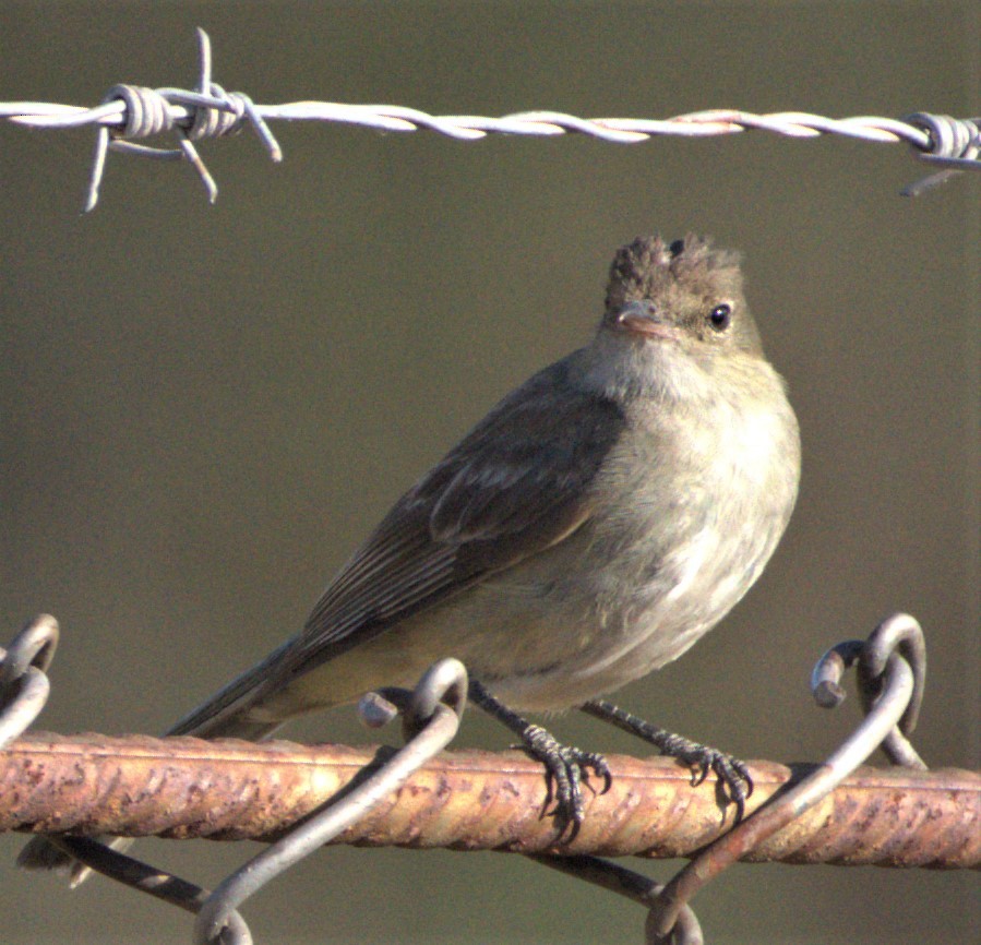 White-crested Elaenia - ML506196101