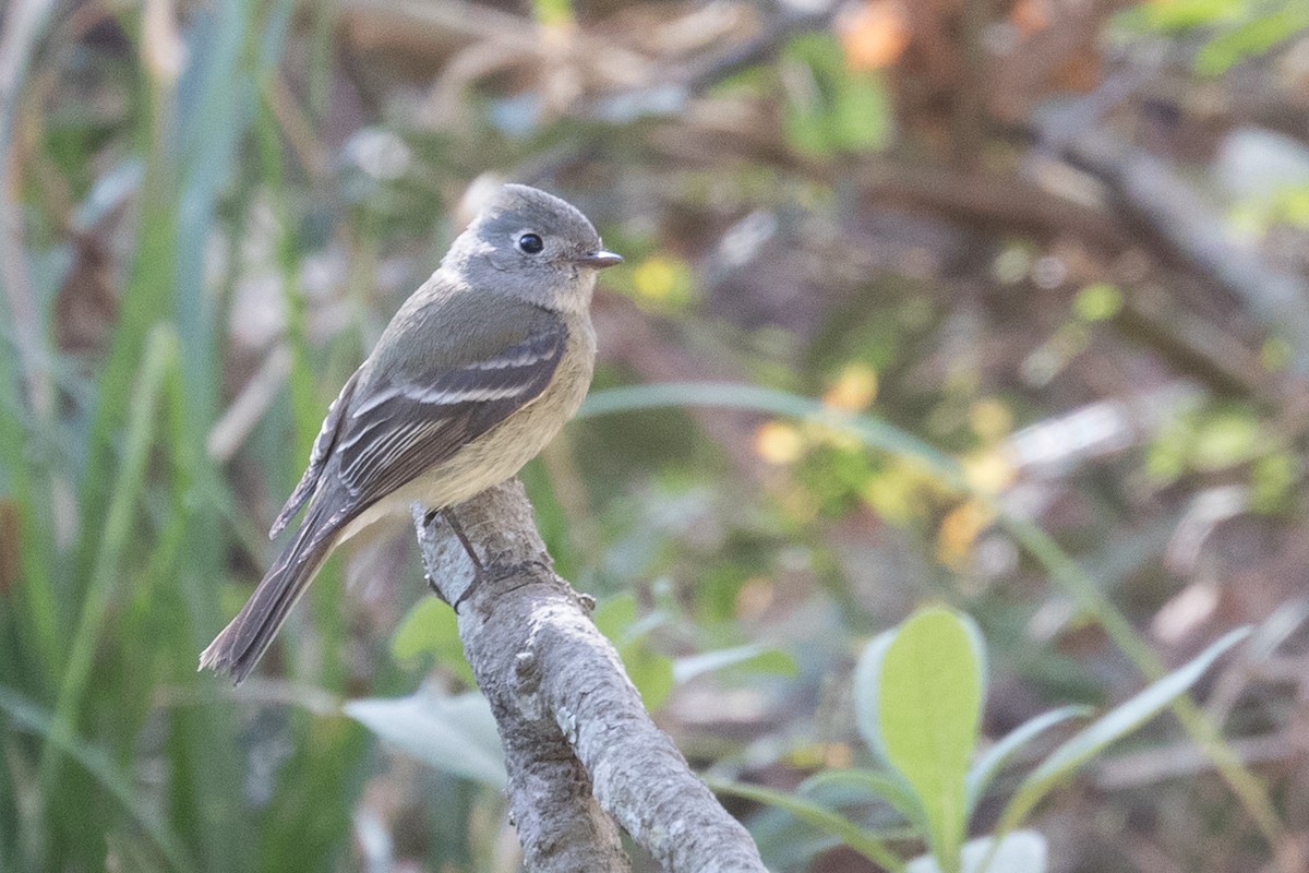 Hammond's Flycatcher - ML50619771