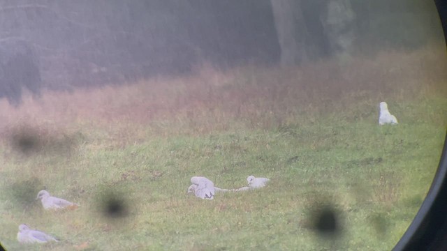 Hybride Mouette rieuse x Goéland à bec cerclé - ML506198471