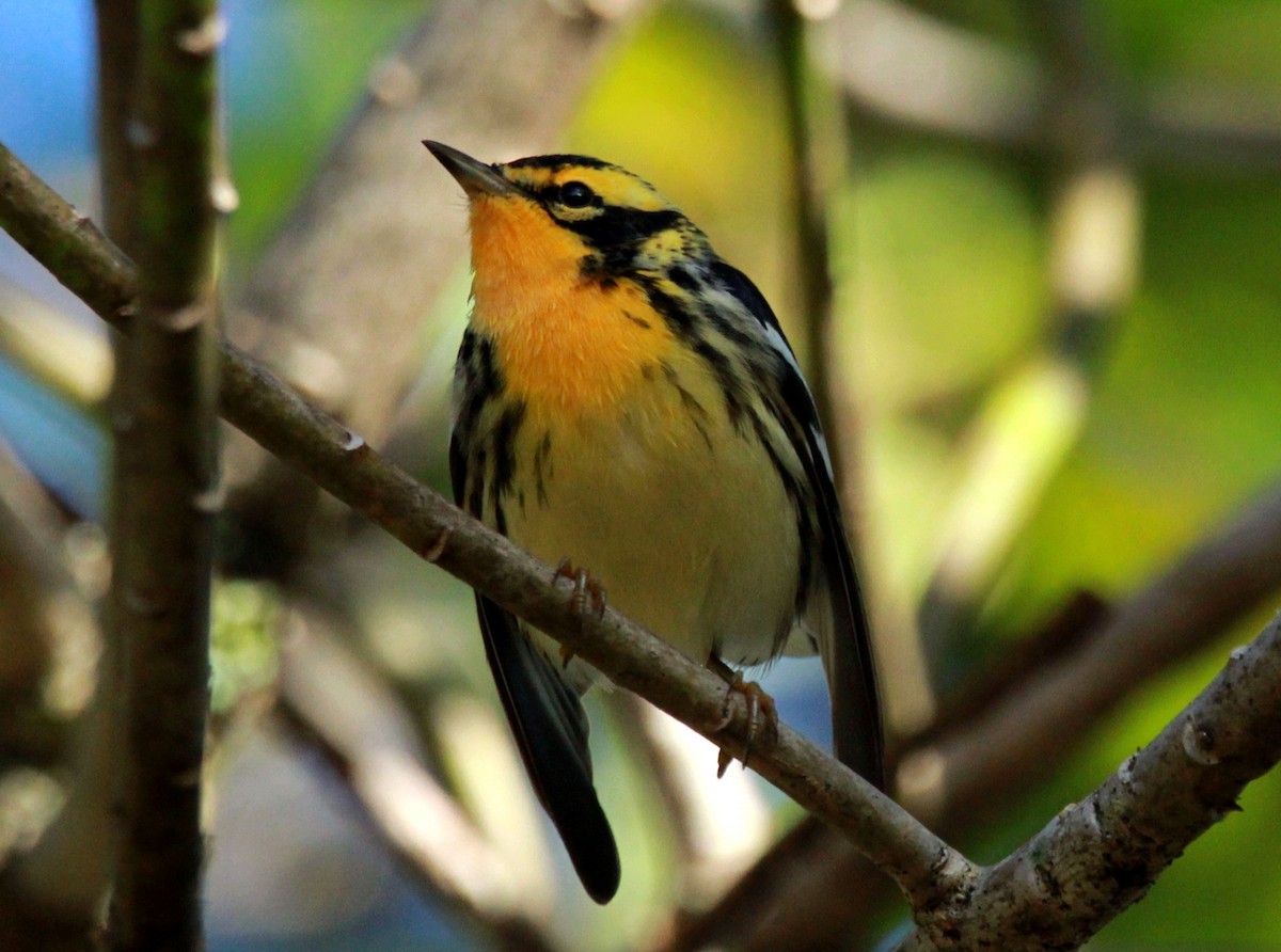 Blackburnian Warbler - ML506198831