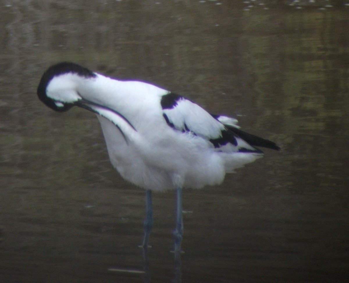 Pied Avocet - ML506199251