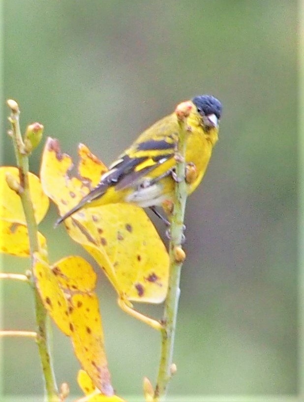 Jilguero sp. (Spinus sp.) - ML506199501