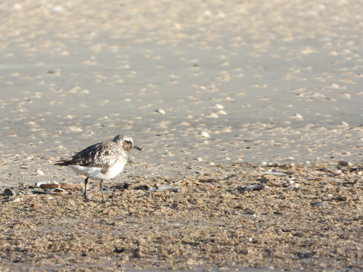 Black-bellied Plover - ML506201211