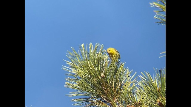 Pine Warbler - ML506201271