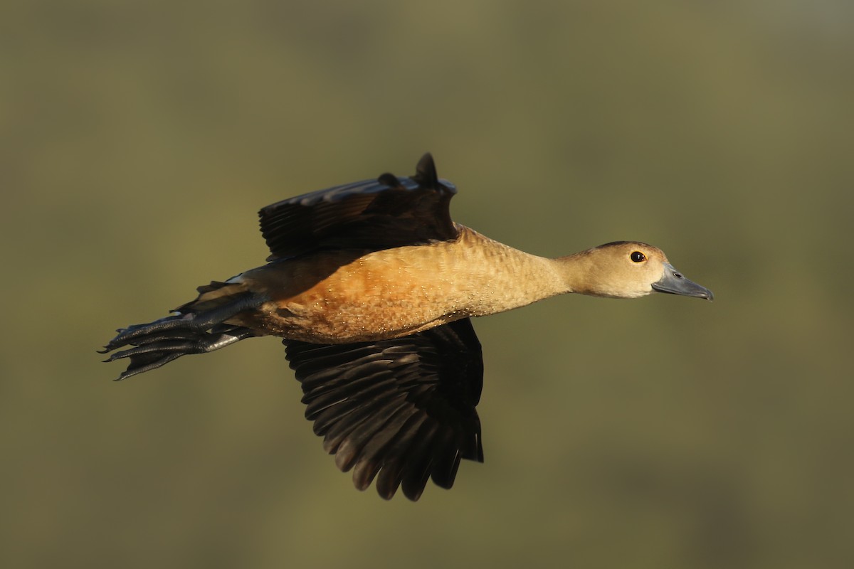 Lesser Whistling-Duck - ML506202721