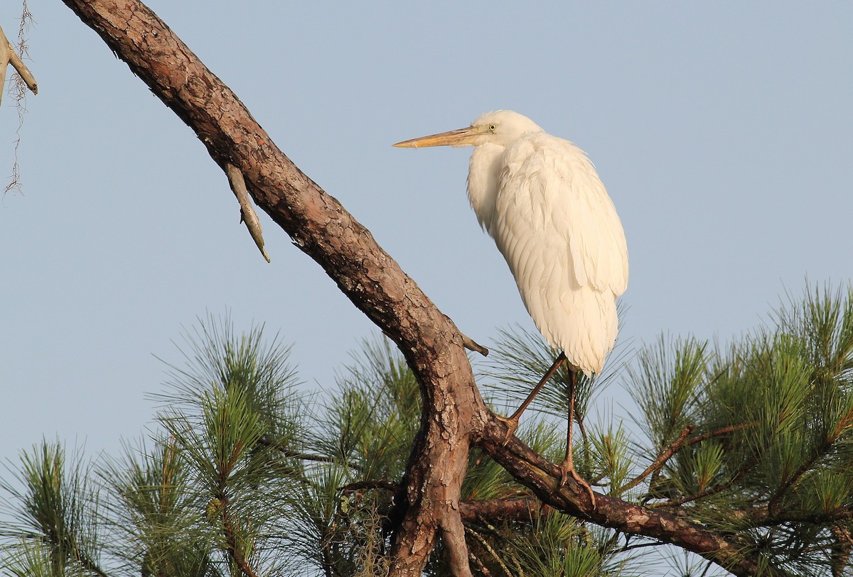 Great Blue Heron (Great White) - Alex Lamoreaux