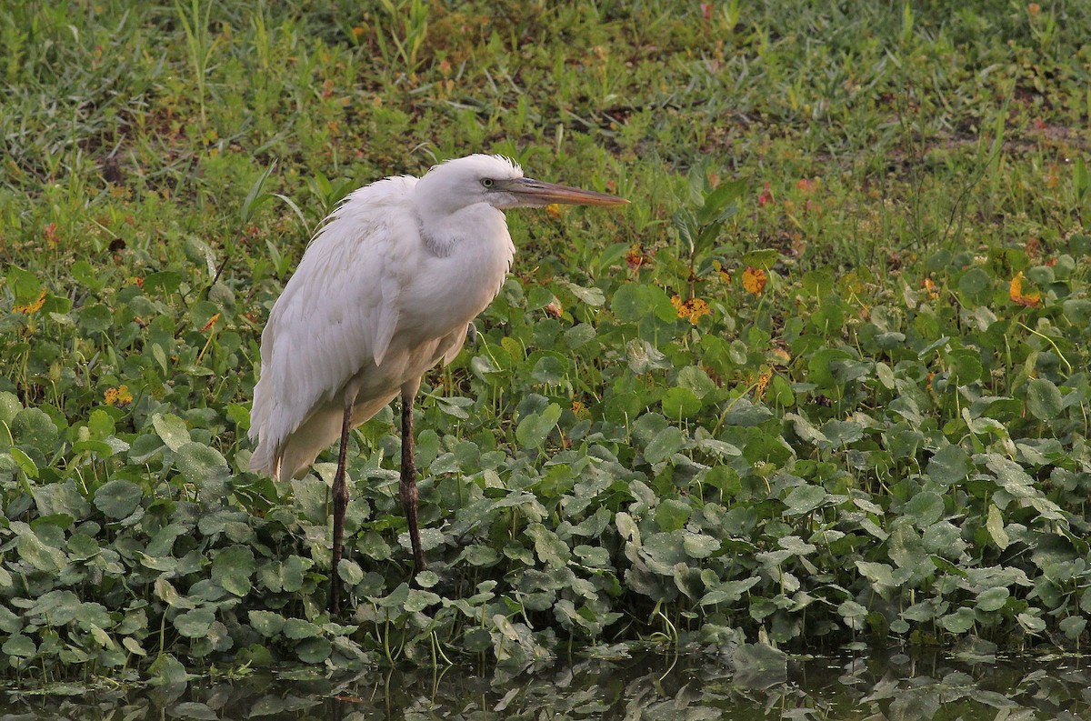 Garza Azulada (occidentalis) - ML50620371