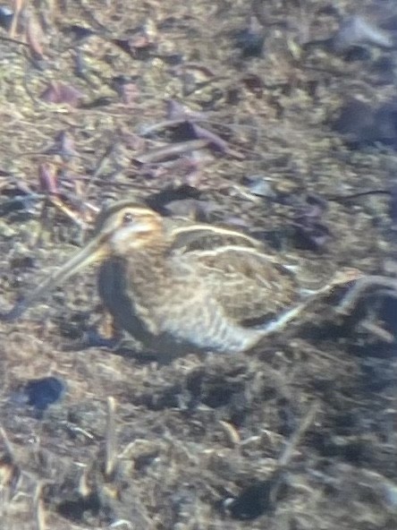 Wilson's Snipe - ML506204351