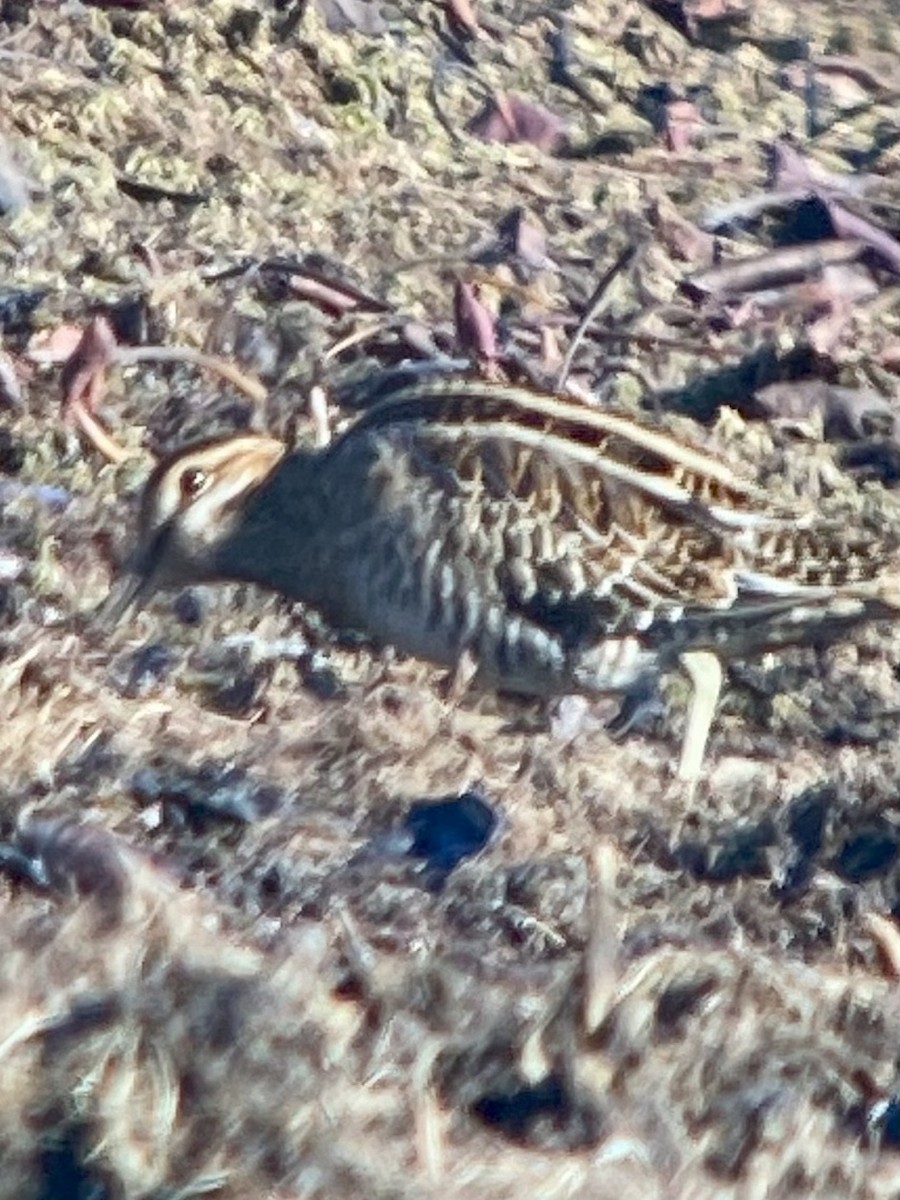 Wilson's Snipe - ML506204361