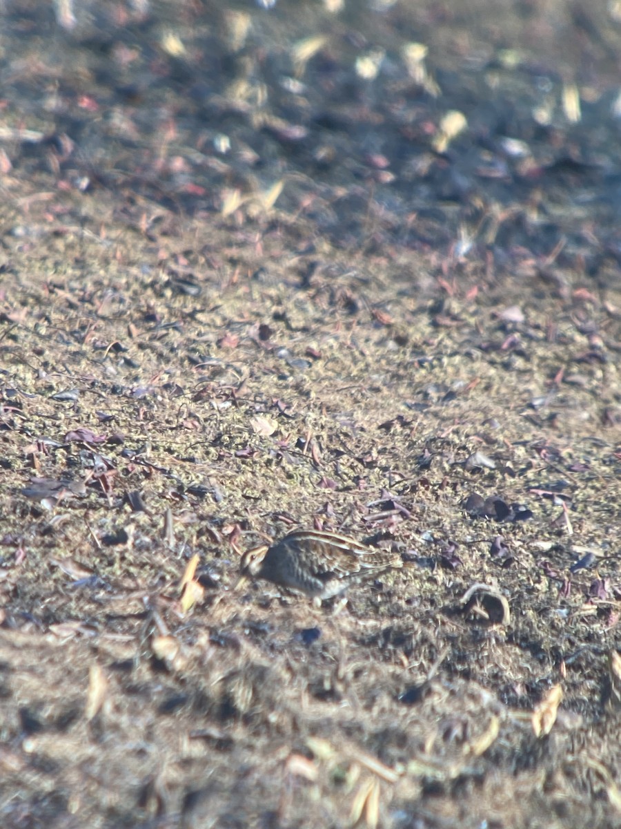 Wilson's Snipe - ML506204841