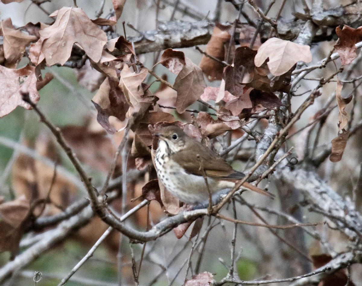 Hermit Thrush - Jim Gant