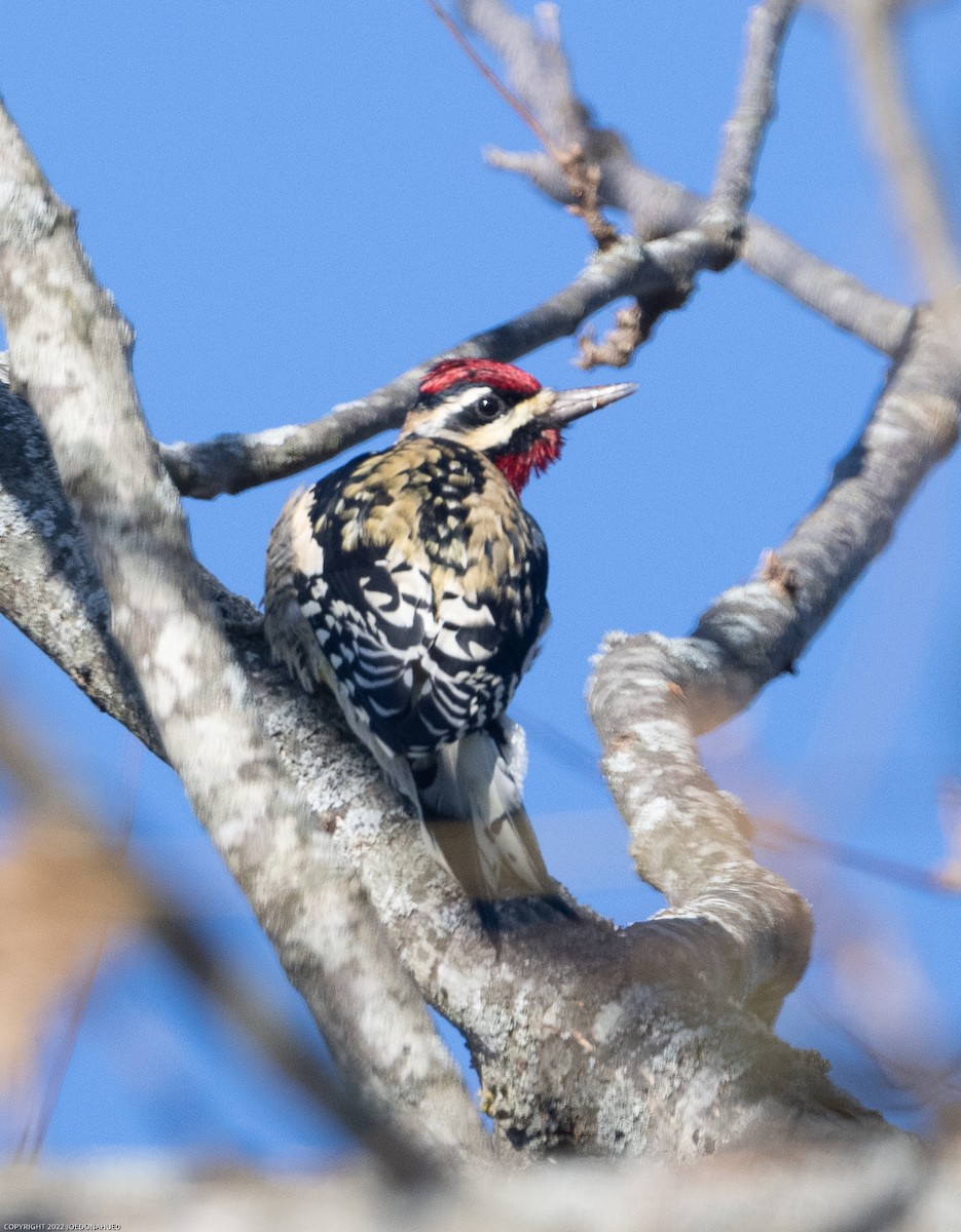 Yellow-bellied Sapsucker - ML506209021