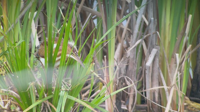 Least Bittern - ML506210061