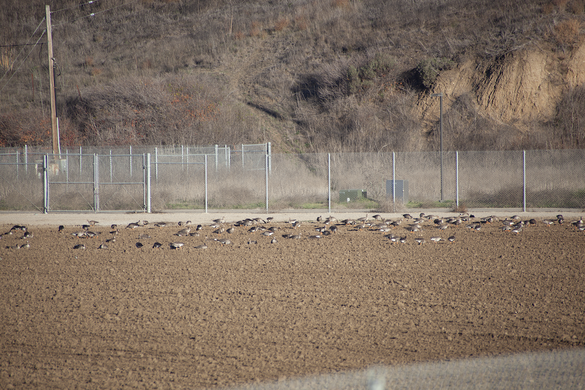 Greater White-fronted Goose - ML506210551