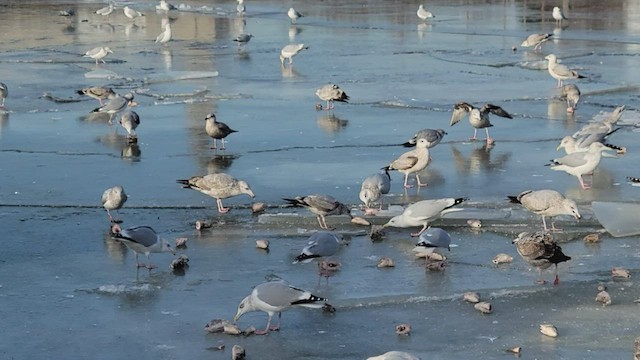 Herring Gull - ML506210561