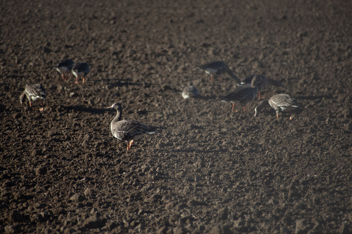 Greater White-fronted Goose - ML506210611