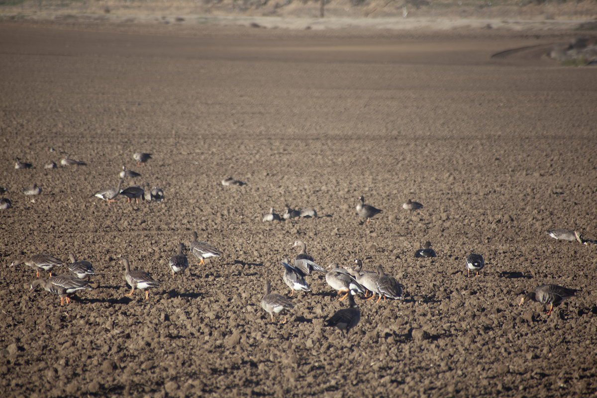 Cackling Goose - ML506210631