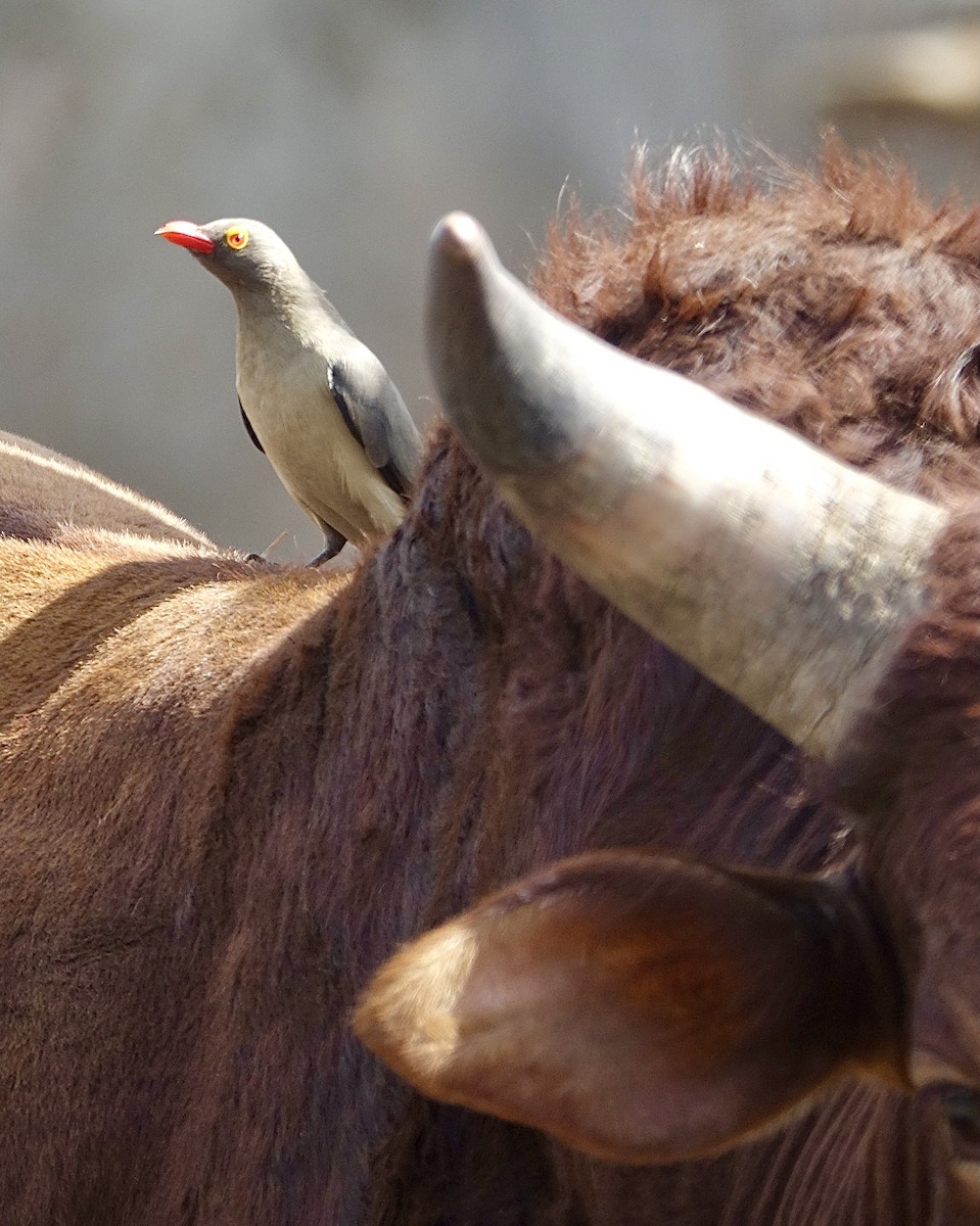 Red-billed Oxpecker - ML506210821