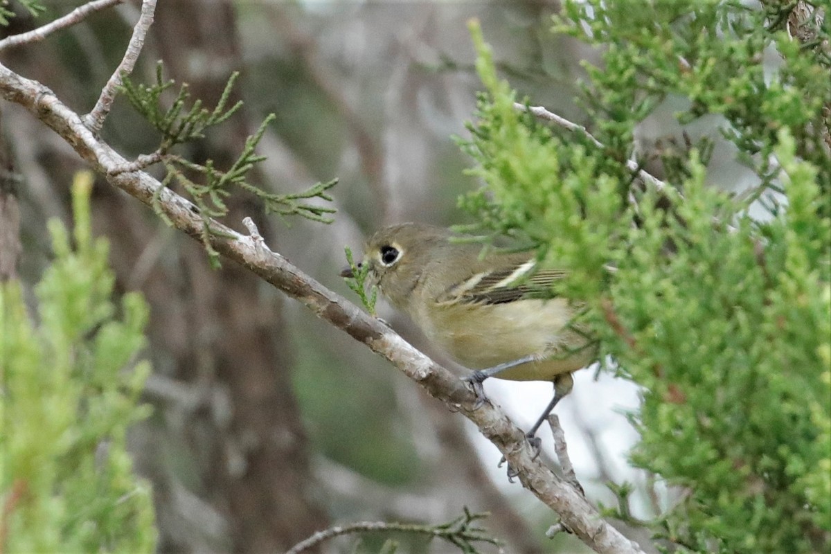 Hutton's Vireo - ML506211181