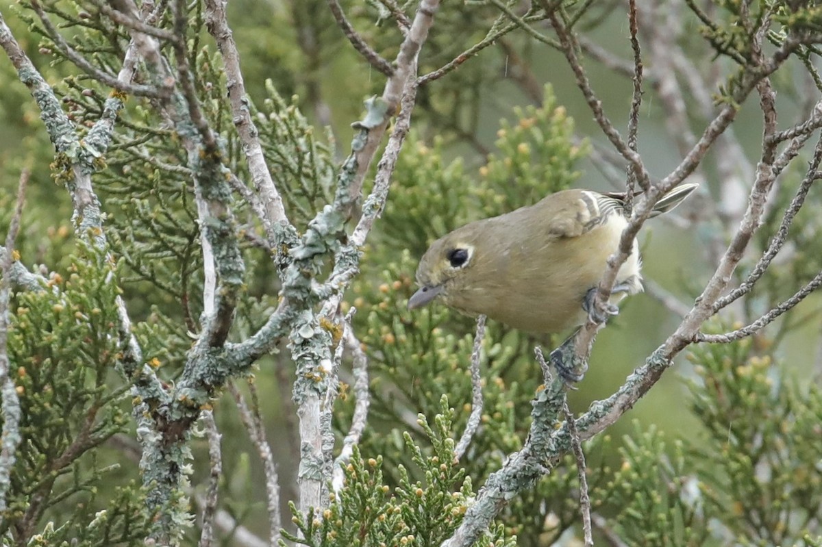 Hutton's Vireo - ML506211191